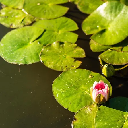 Botania Relais & - The Leading Of The World 5* Forio (Isola d'Ischia)