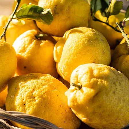 Botania Relais & - The Leading Of The World