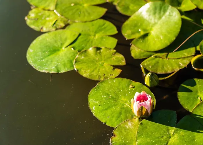 Botania Relais & - The Leading Of The World 5* Форио